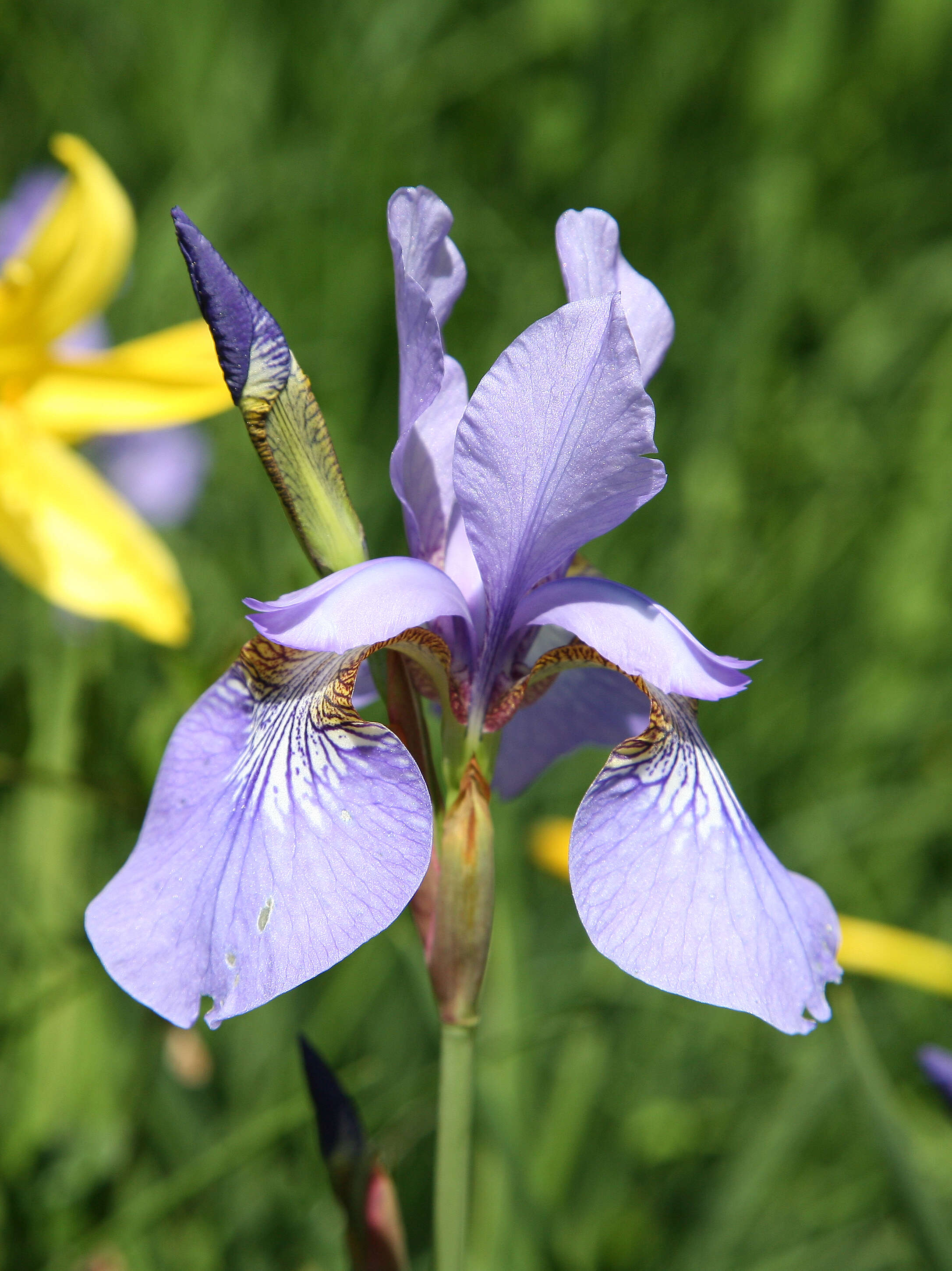 Image of German Iris