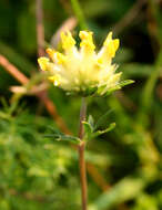 Слика од Anthyllis vulneraria L.