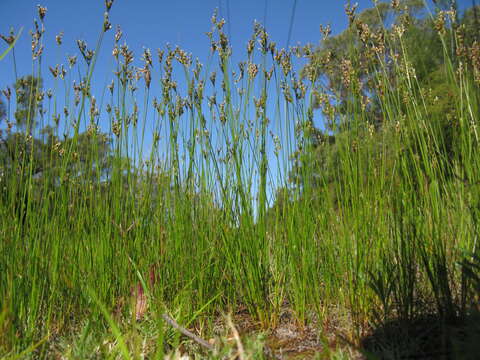 Juncus dichotomus Ell. resmi