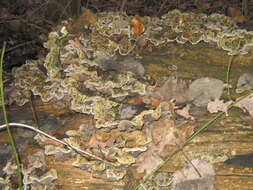 Image of Auricularia mesenterica (Dicks.) Pers. 1822