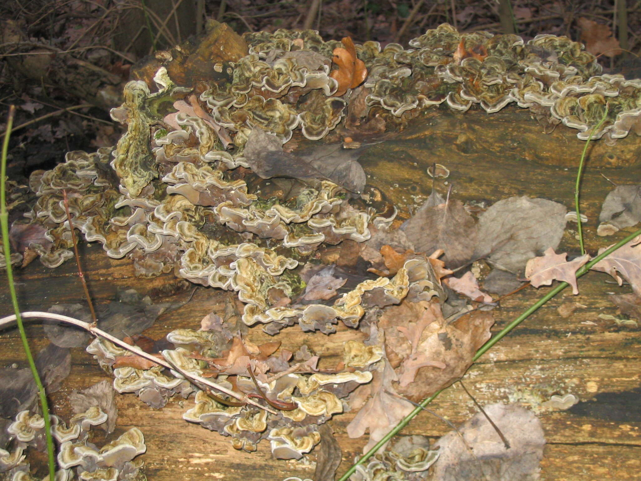 Image of Auricularia mesenterica (Dicks.) Pers. 1822