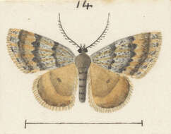 Plancia ëd Dichromodes simulans Hudson 1928