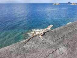 Image of Anguilla Bank Anole