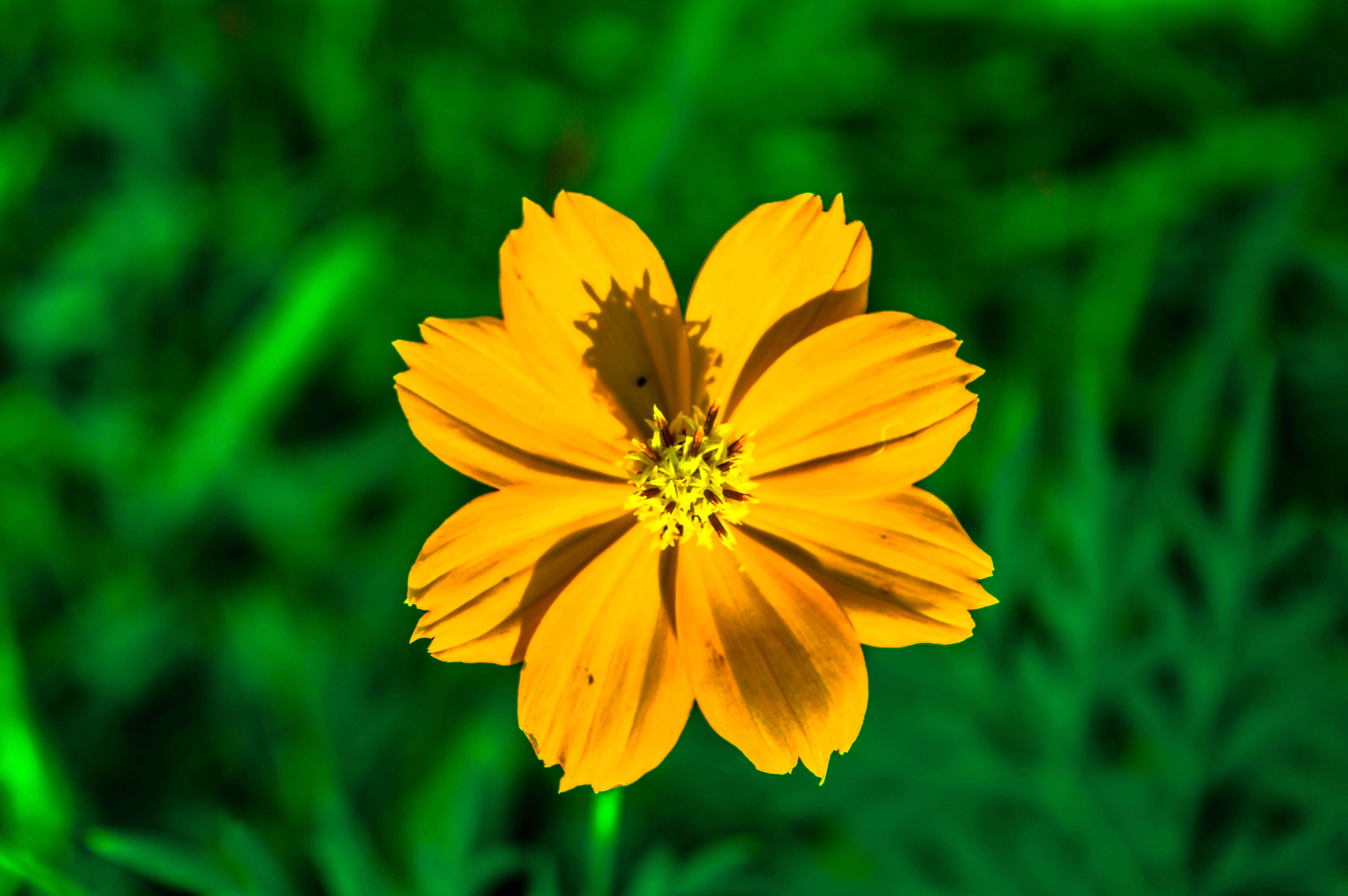 Image of sulphur cosmos