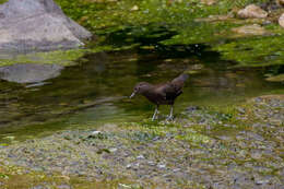 Image of Brown Dipper