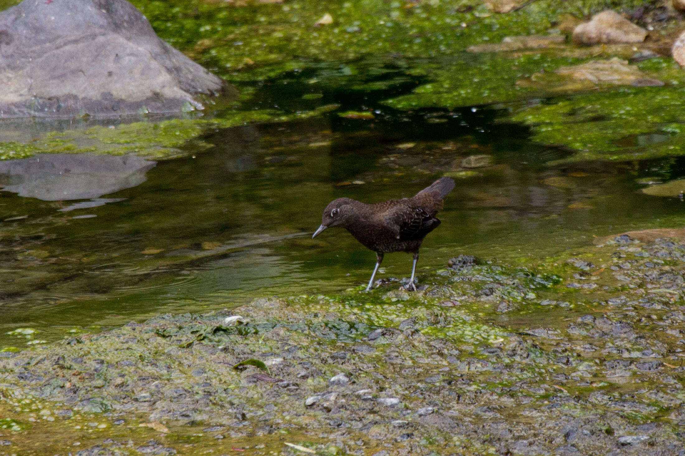 Image of Brown Dipper