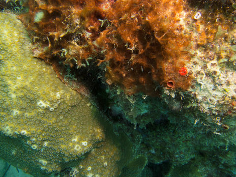 Image of Montastraea coral