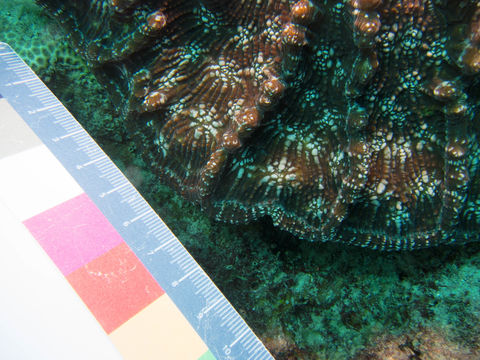 Image of Knobby cactus coral