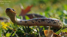 Image of Red-banded Snake