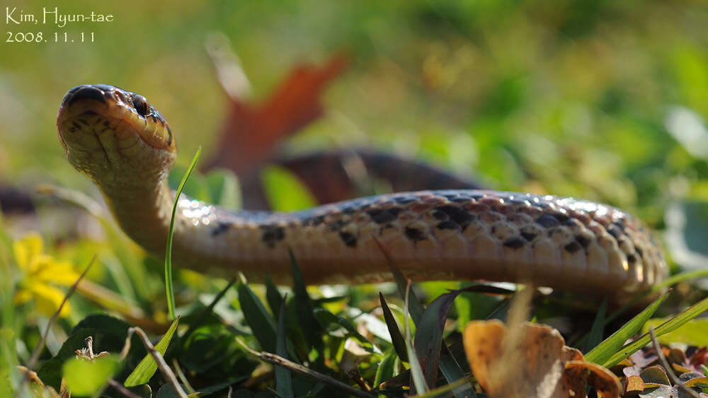 Image of Red-banded Snake