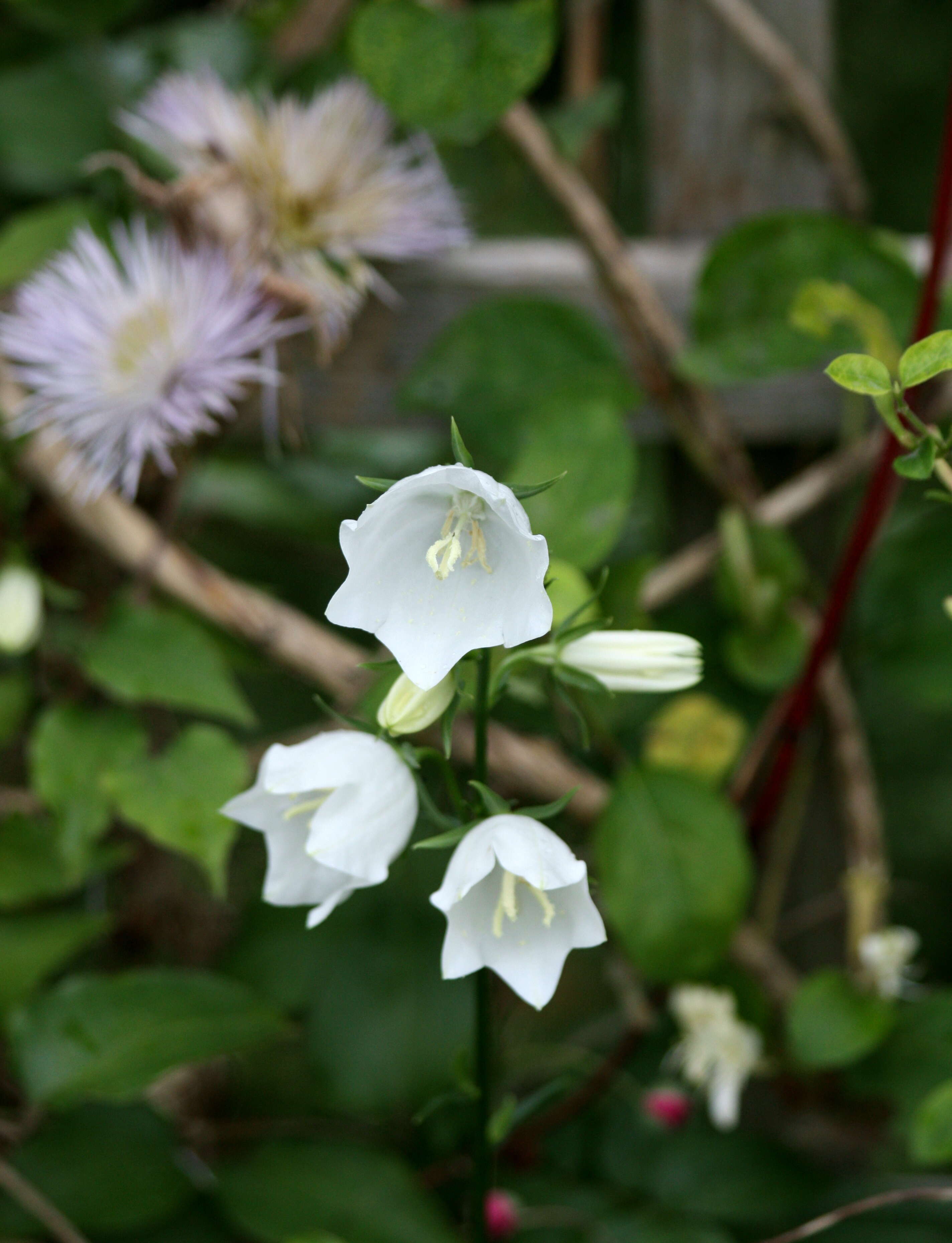 Image of Canterbury Bells