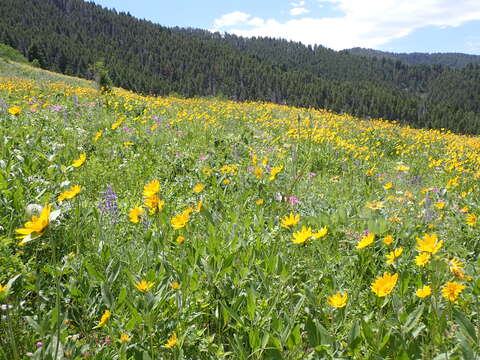 Image of oneflower helianthella