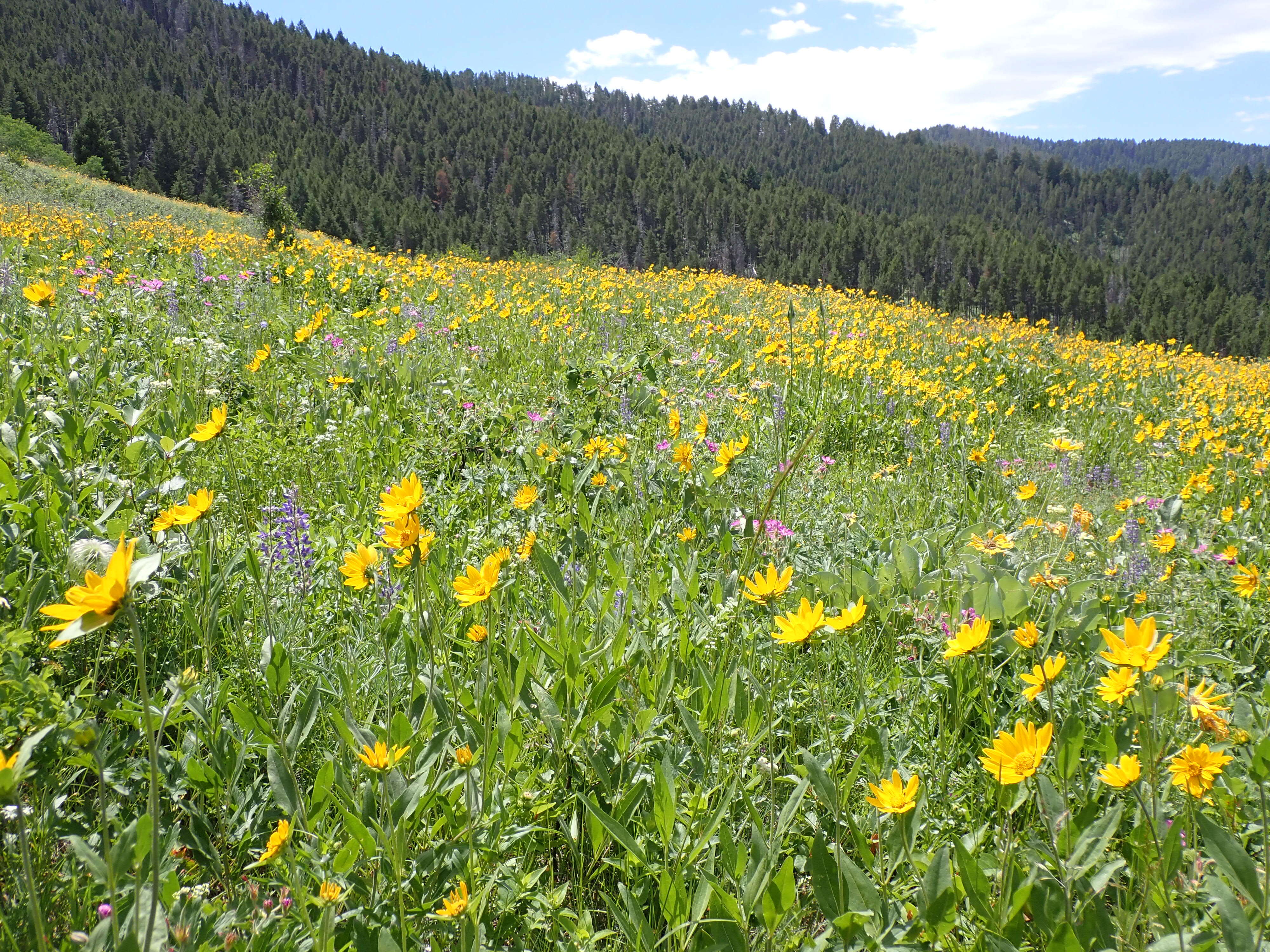 Image of oneflower helianthella