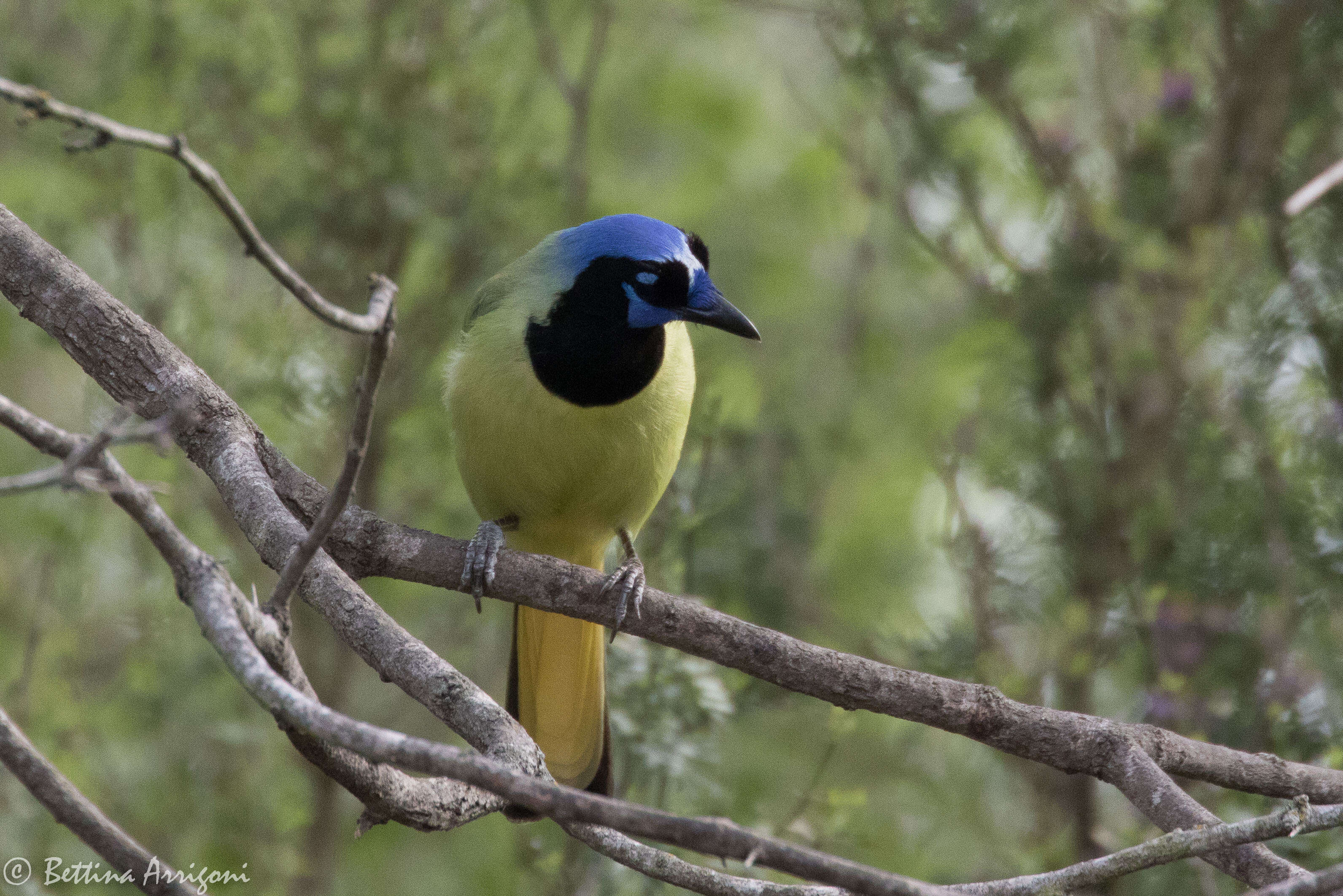 Image of Green Jay