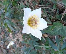 Image of black hellebore