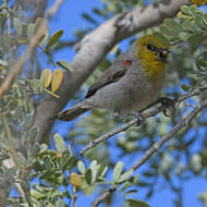 Image of Auriparus Baird & SF 1864