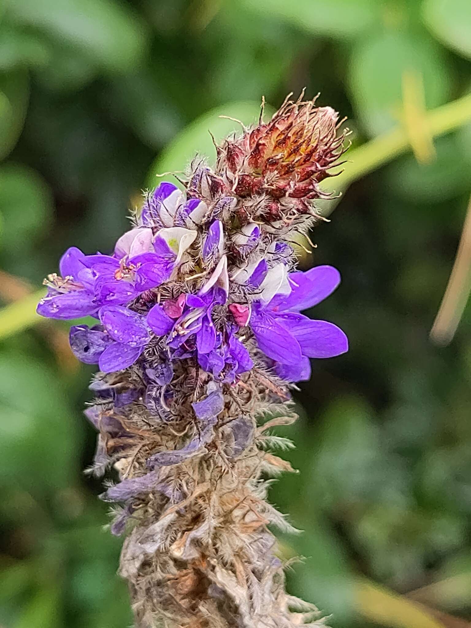 Image of Dalea coerulea (L. fil.) Schinz & Thell.