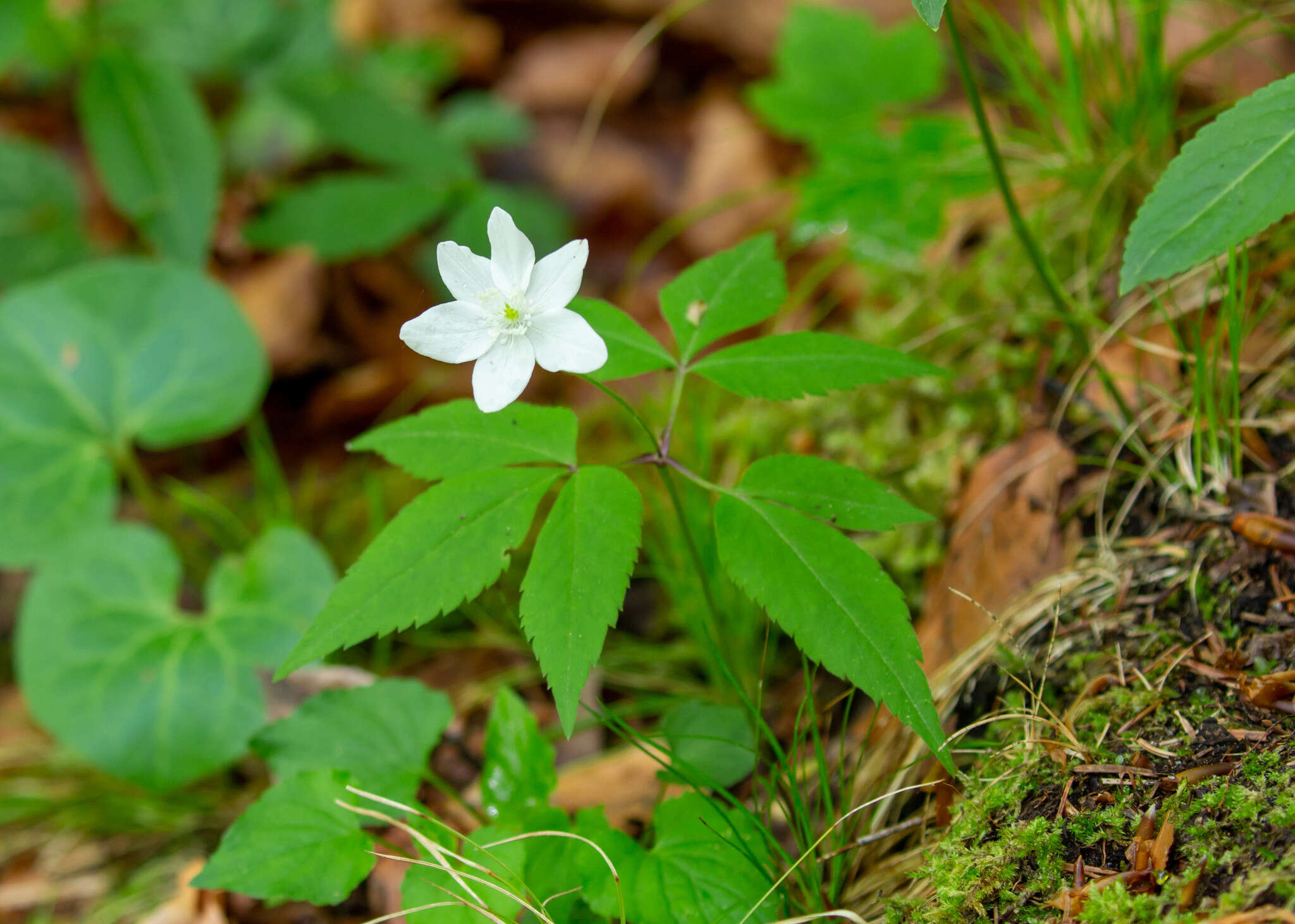 Plancia ëd Anemone trifolia L.