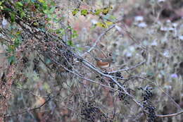 Image of Eastern Towhee