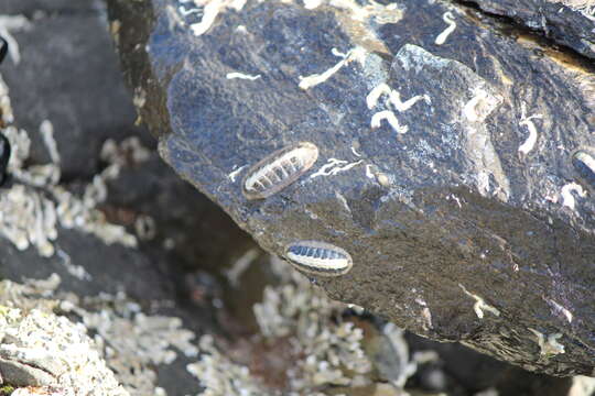 Image of Ischnochiton elongatus (Blainville 1825)