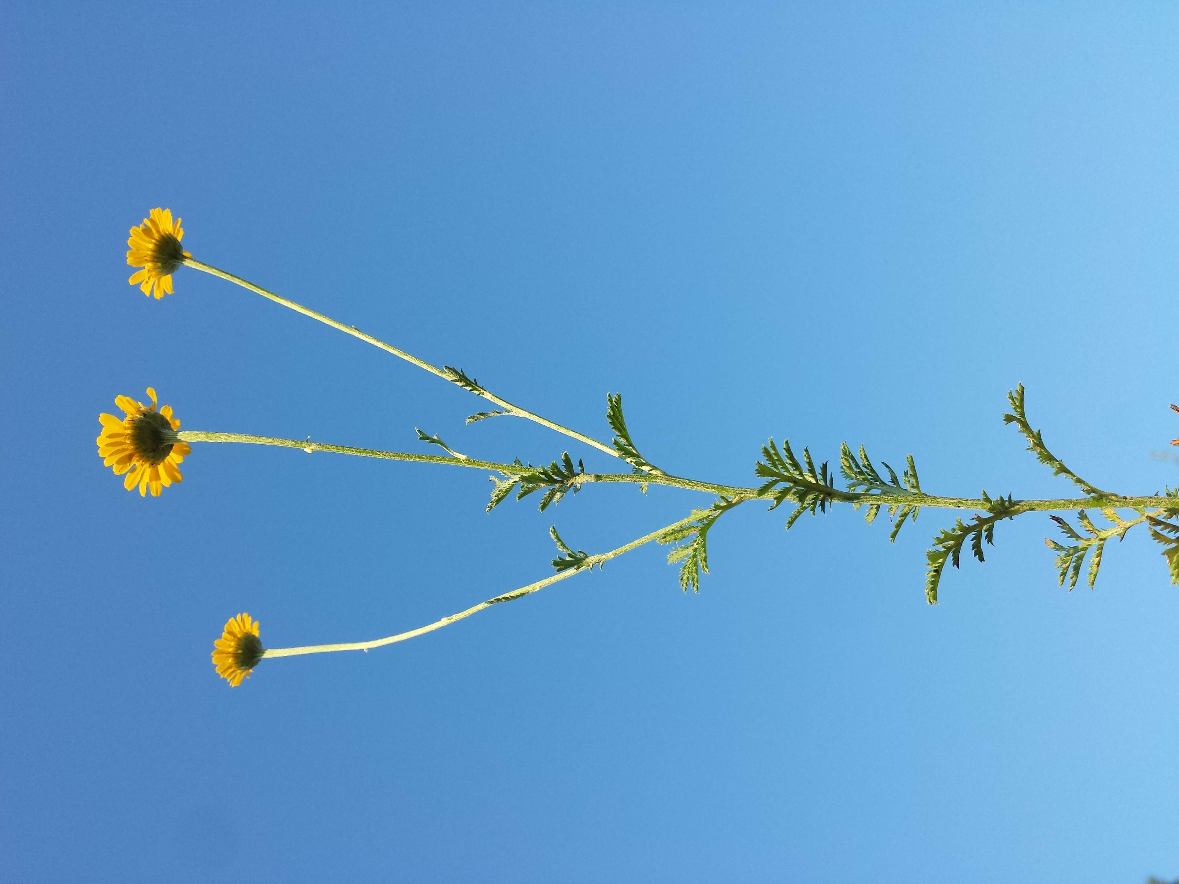 Image of Dyer's Chamomile