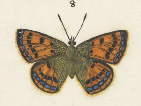 Image of Lycaena salustius (Fabricius 1793)