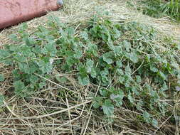 Image of common mallow