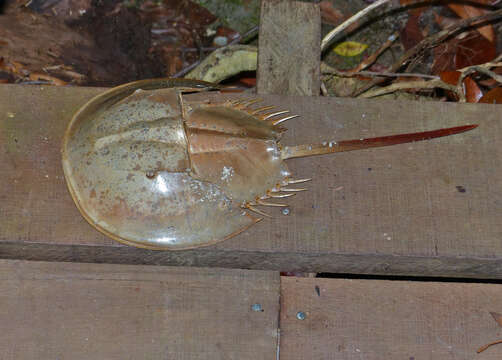 Image of Horseshoe Crab