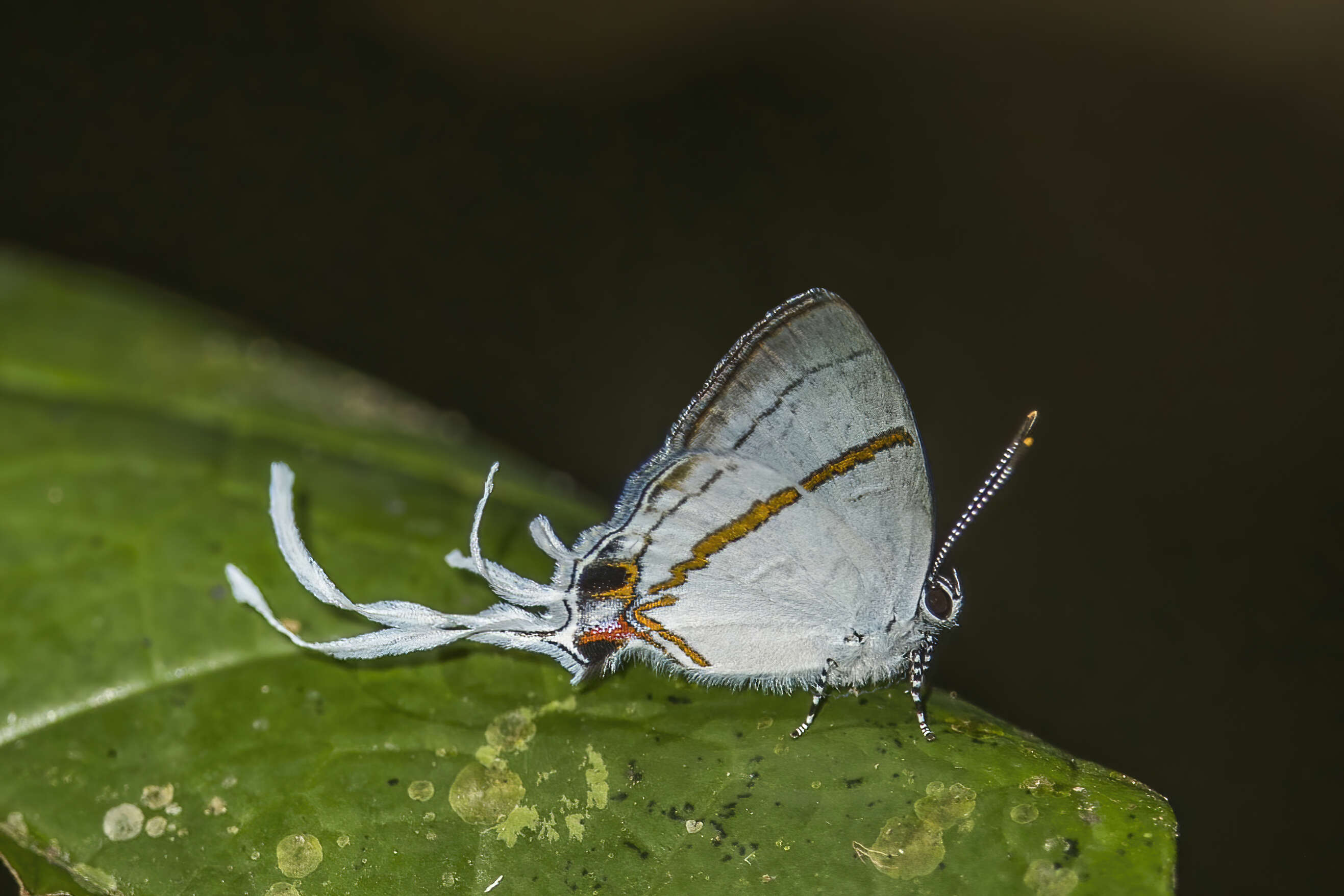 Слика од Hypolycaena antifaunus Westwood (1852)