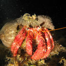 Image of Common Hermit Crab
