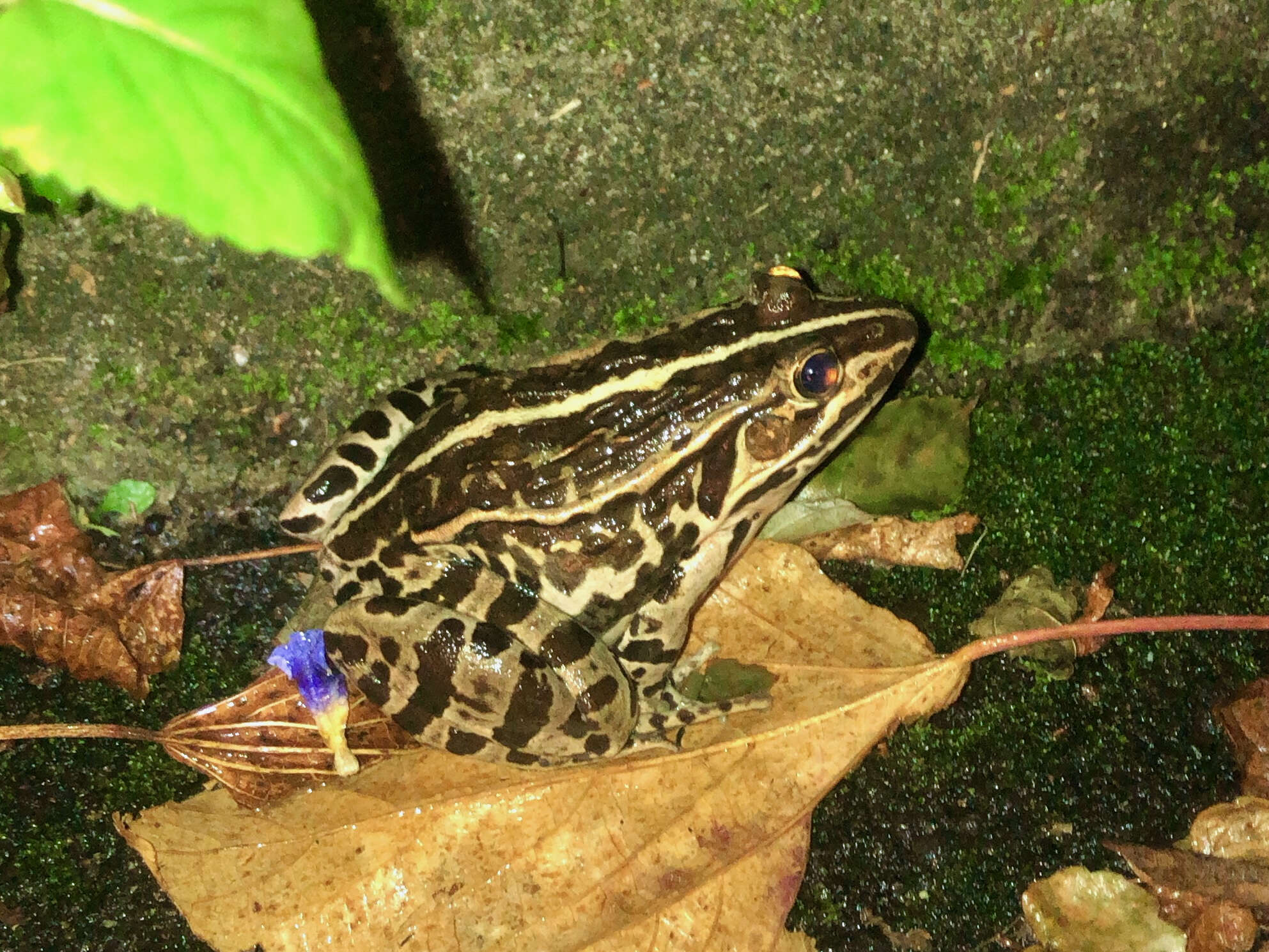 صورة Pelophylax nigromaculatus (Hallowell 1861)