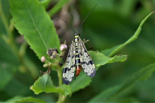 Image of Common scorpionfly