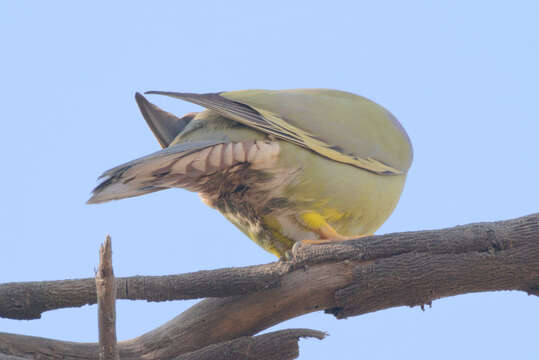 Слика од Treron phoenicopterus (Latham 1790)