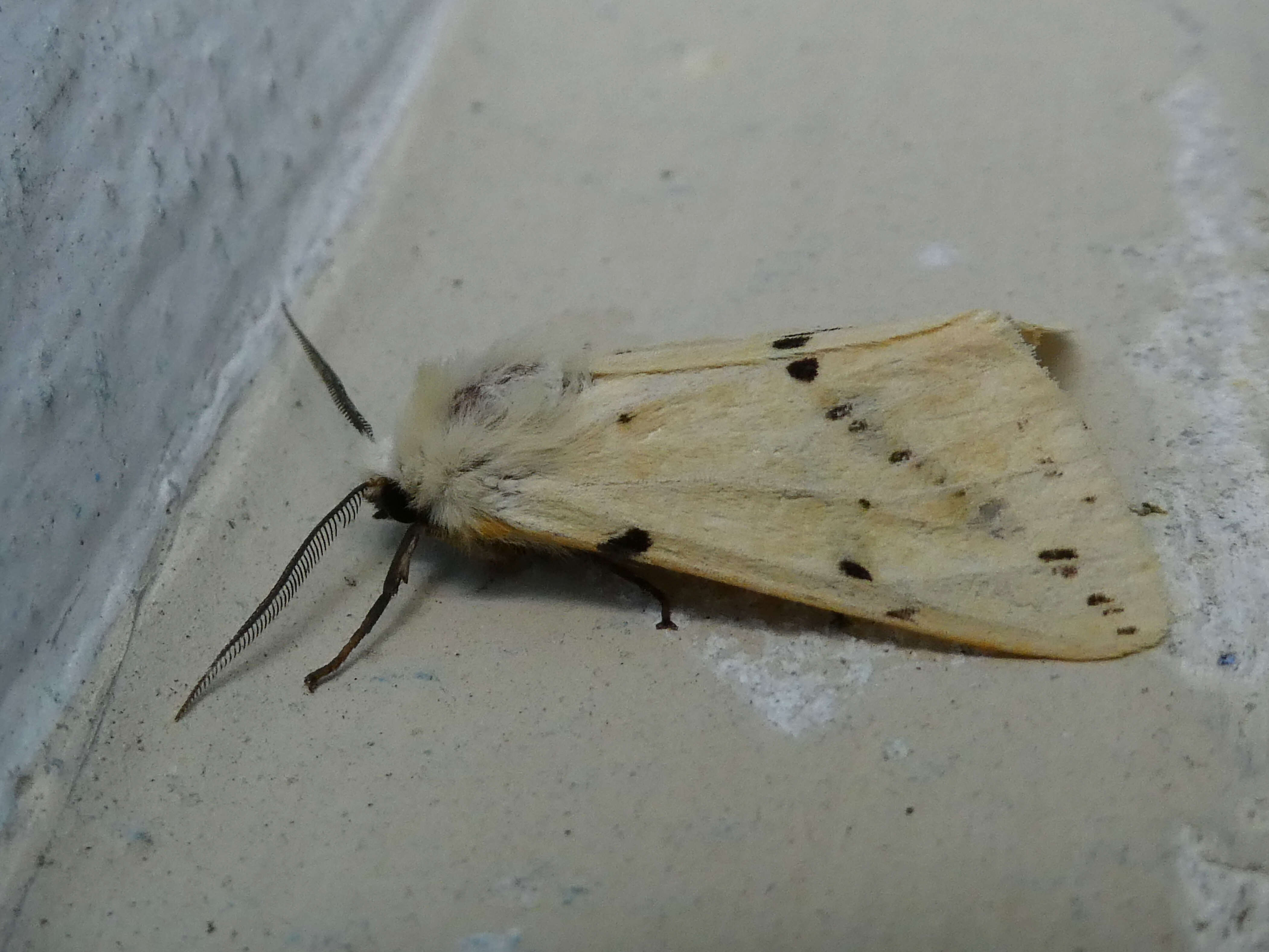 Image of Spilosoma lutea Hüfnagel 1766