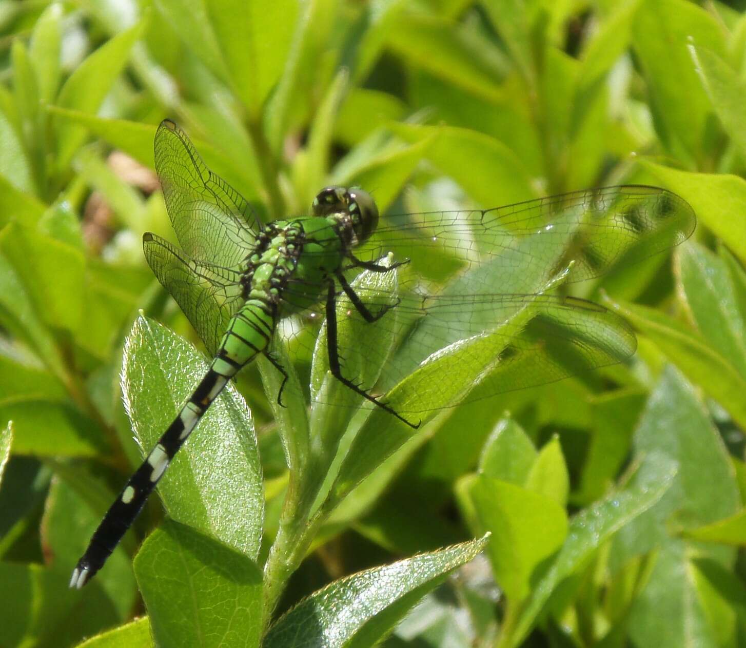 Imagem de Erythemis simplicicollis (Say 1840)