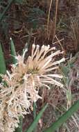 Image of African bowstring hemp