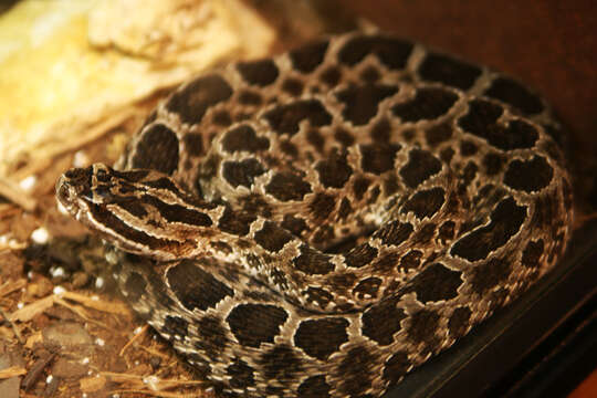 Image of Black massasauga