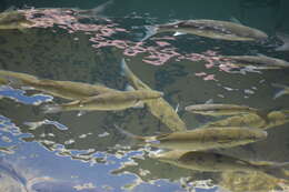 Image of Golden Grey Mullet