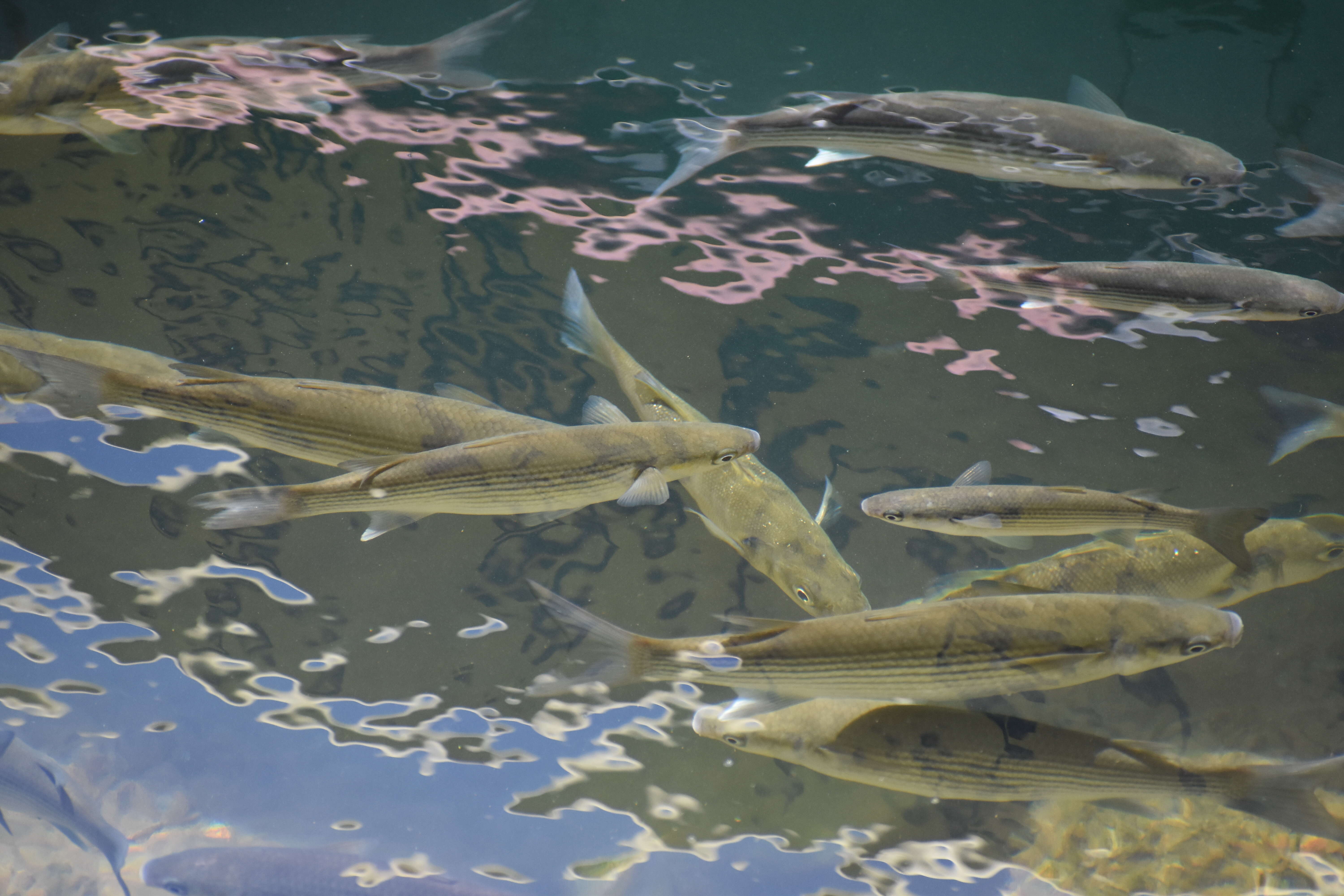 Image of Golden Grey Mullet