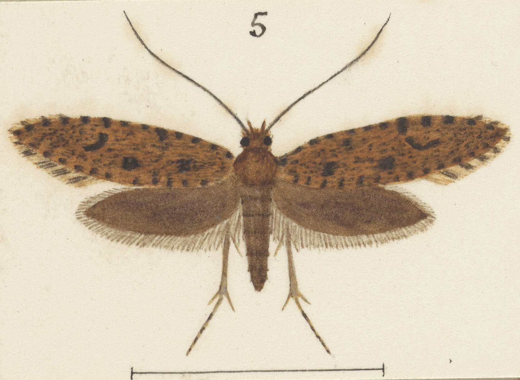 Image of Archyala terranea (Butler 1879)