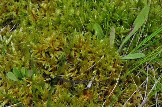 Image of <i>Tomentypnum nitens</i>