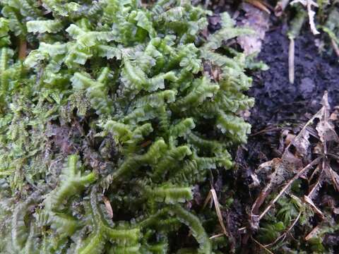 Image of greater whipwort