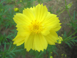 Image of sulphur cosmos