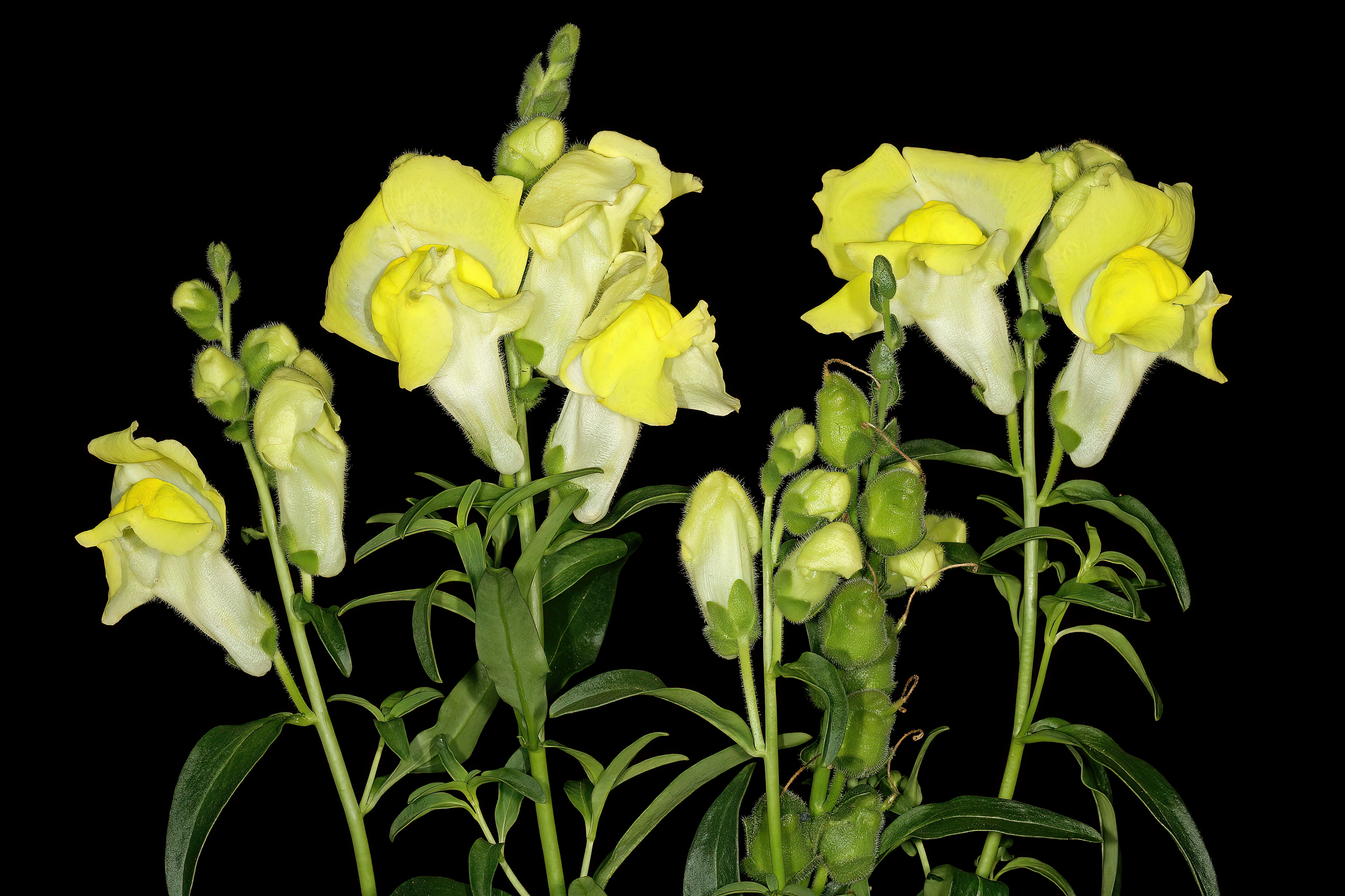 Image of garden snapdragon