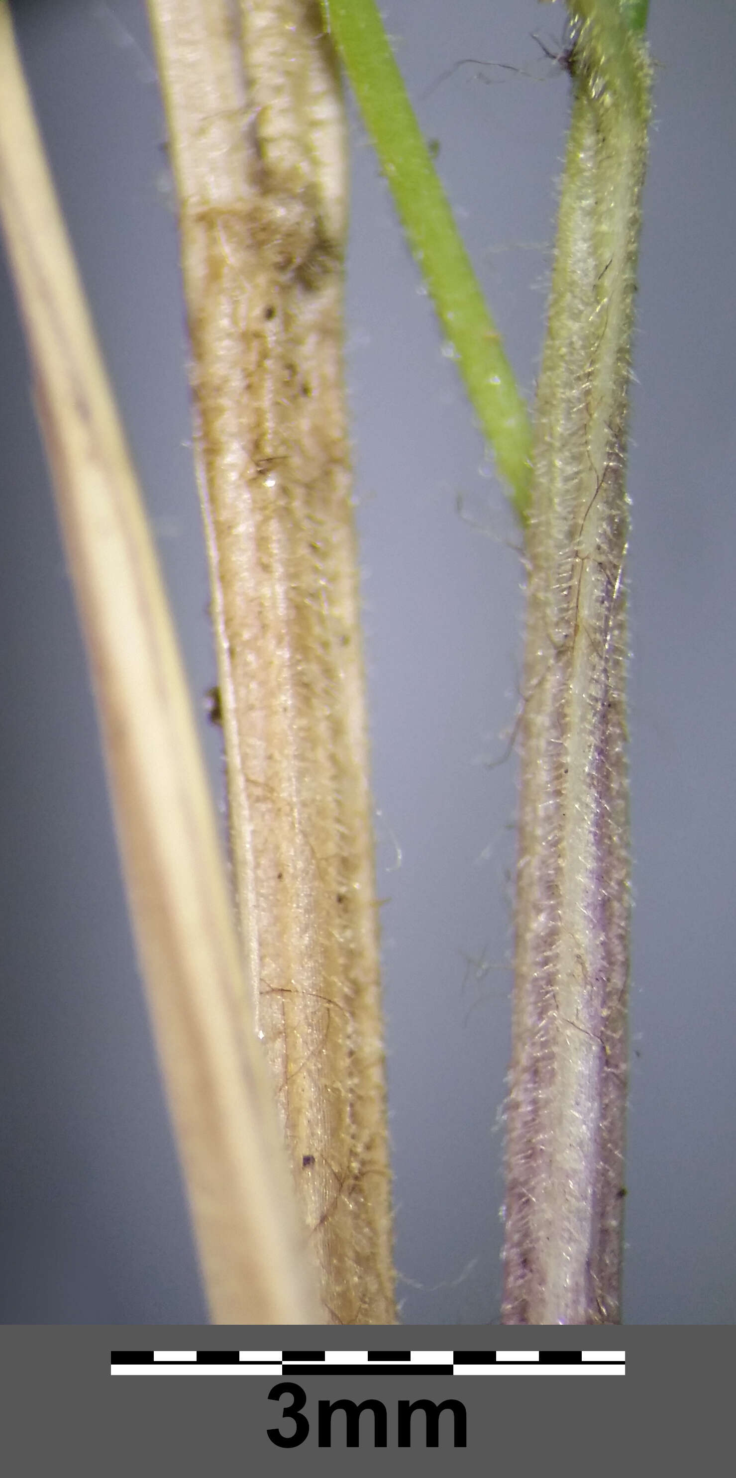 Image of Festuca rupicola Heuff.