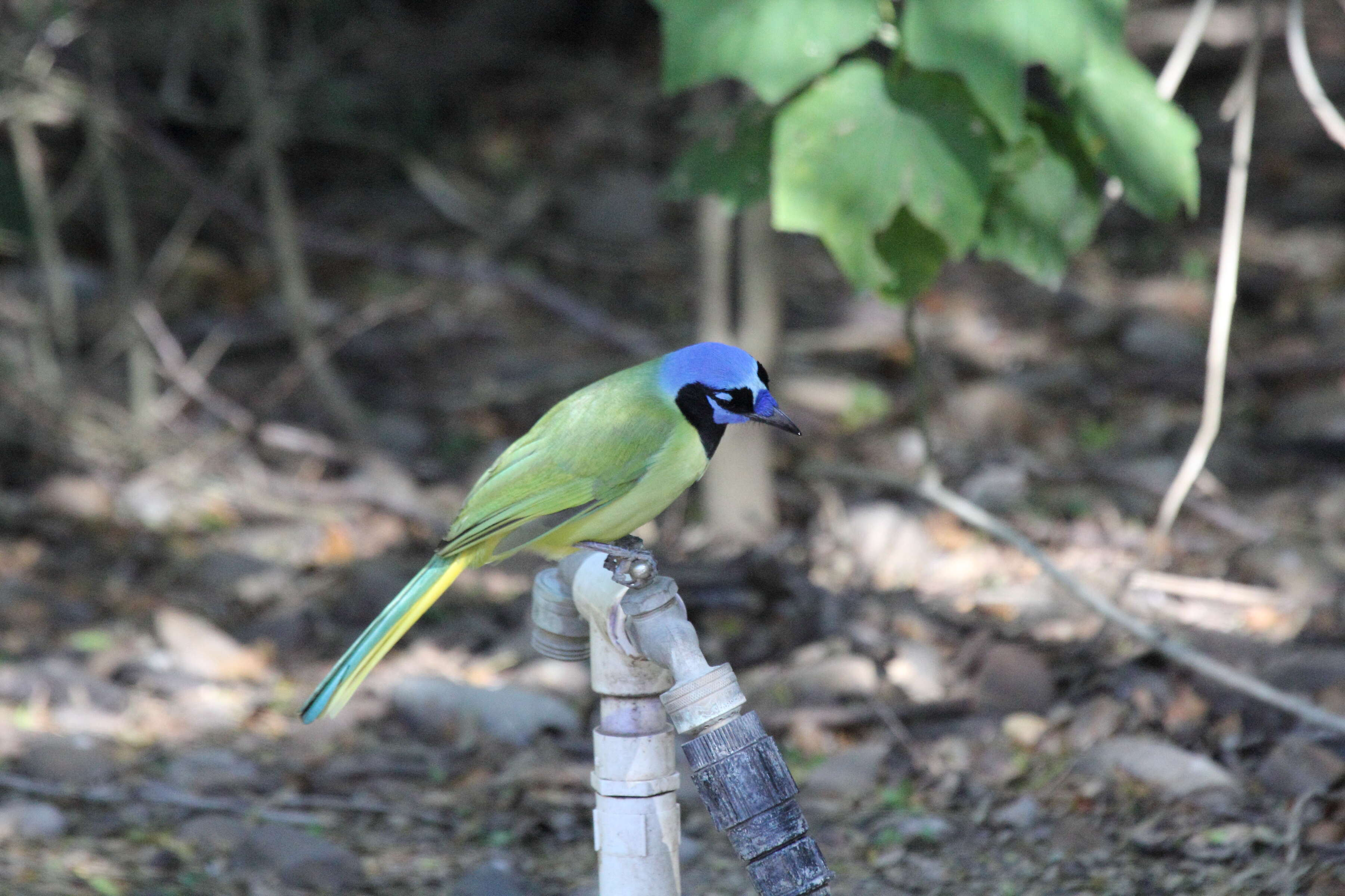 Image of Green Jay