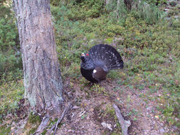 Image of Western Capercaillie