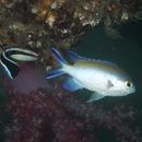 Image of Damselfish