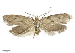 Image of Leptocroca aquilonaris Philpott 1931