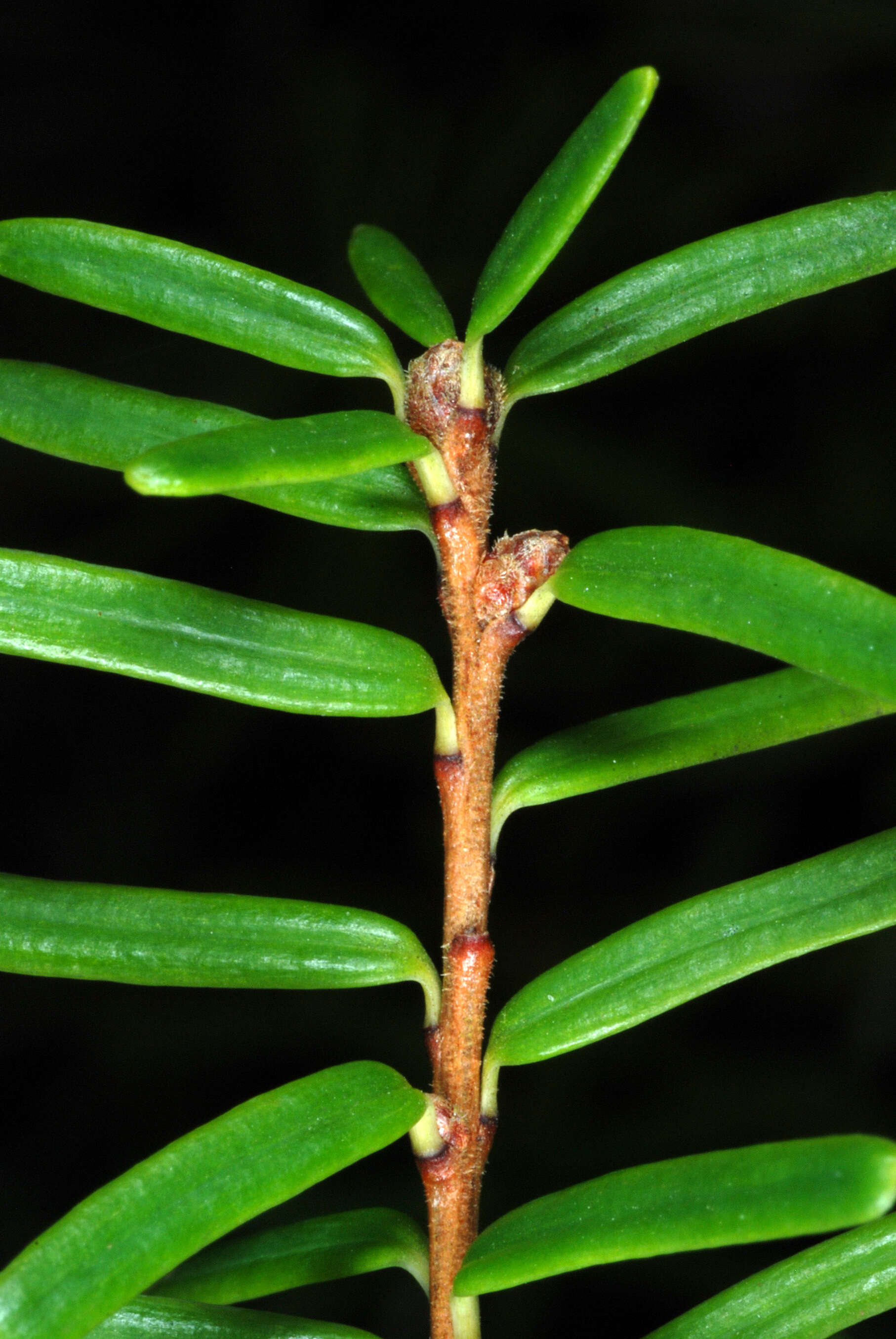 Image of Carolina Hemlock